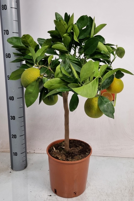 <h4>Citr Sinensis</h4>