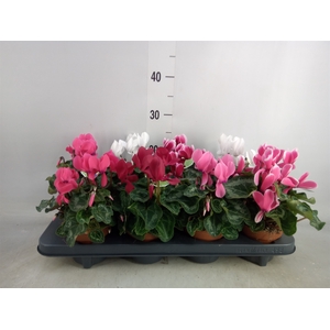 Cyclamen MD 'Allure'