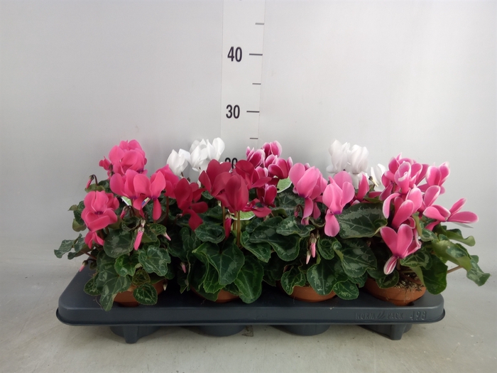 <h4>Cyclamen MD 'Allure'</h4>