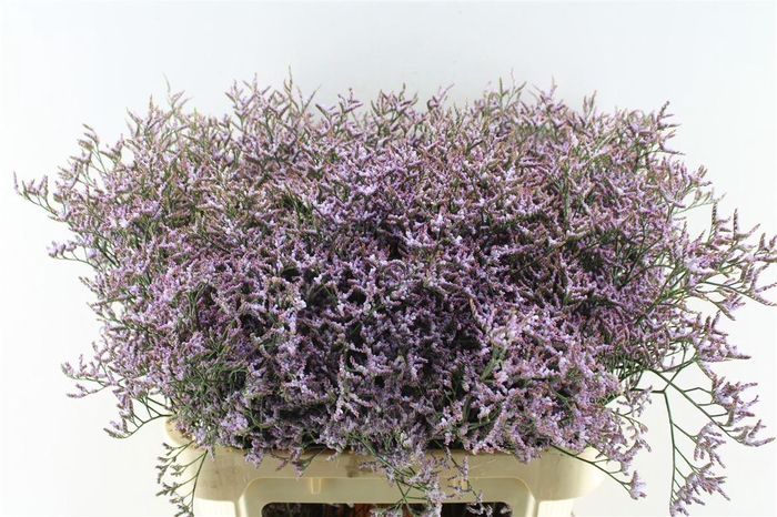 <h4>Lim Saf Lilac</h4>