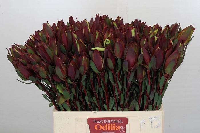 <h4>Leucadendron Senorita 2 heads</h4>