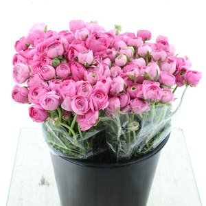 Ran El Sr Pink Extra