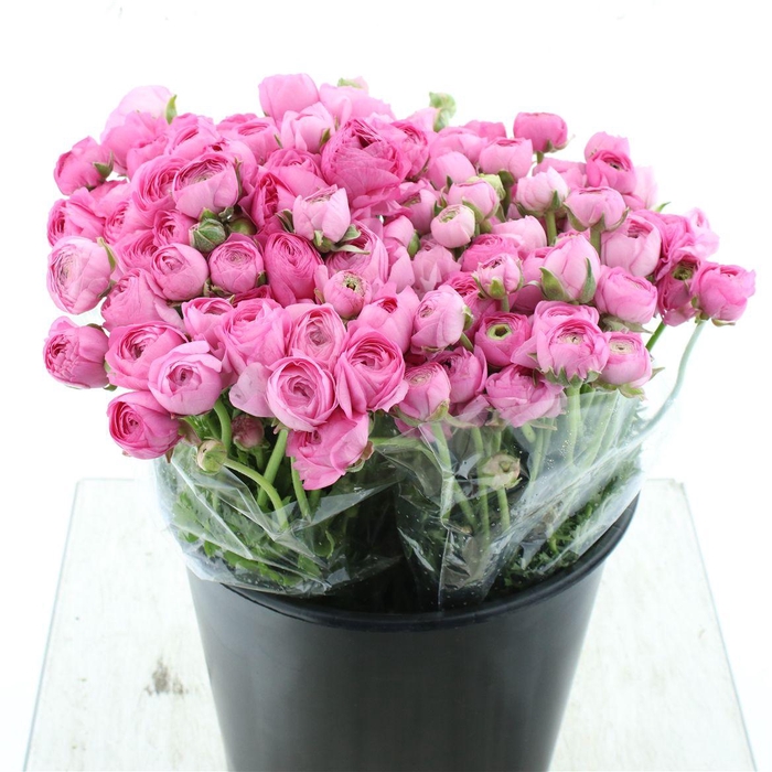 <h4>Ran El Sr Pink Extra</h4>