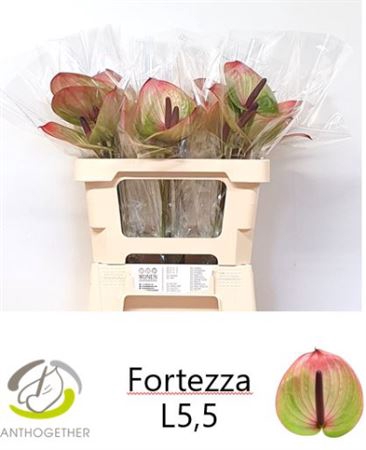 <h4>Anth A Fortezza</h4>