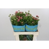 Ranunculus Butterfly Jupiter