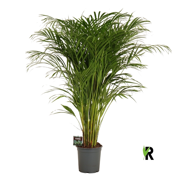 <h4>Dypsis lutescens</h4>