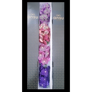 Vanda   ...mix /tak