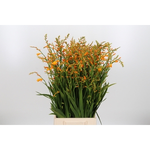 Crocosmia Grbl George Davis Oranje