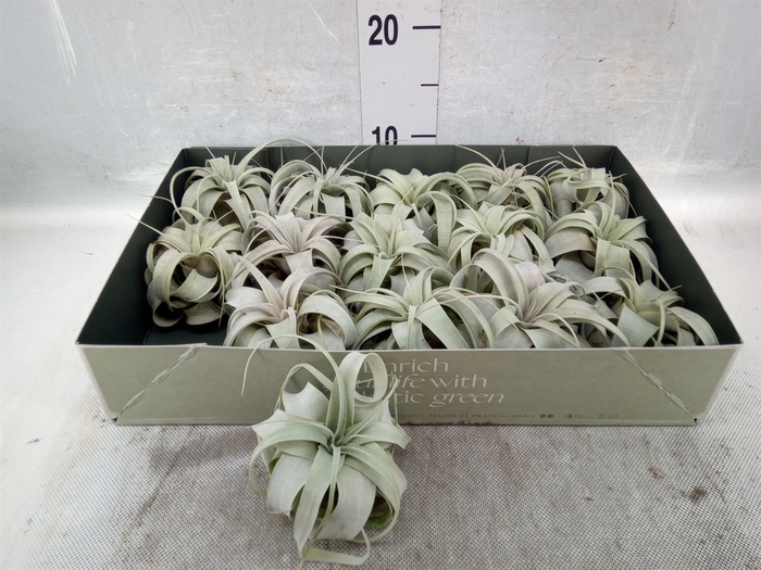 Tillandsia xerographica