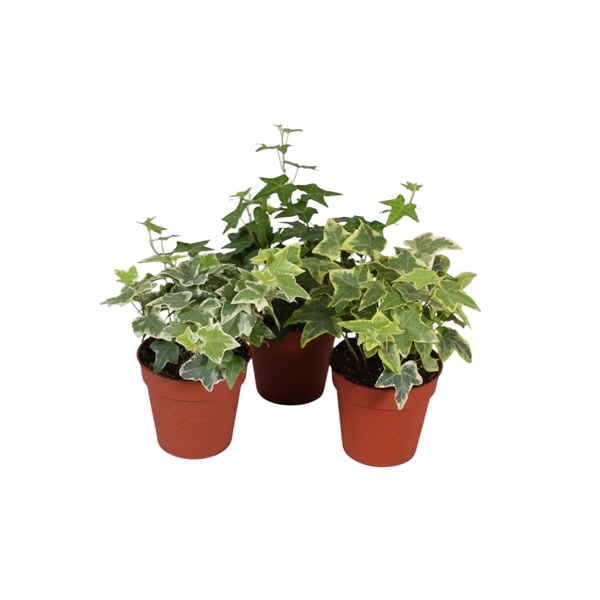 <h4>Hedera helix gemengd</h4>