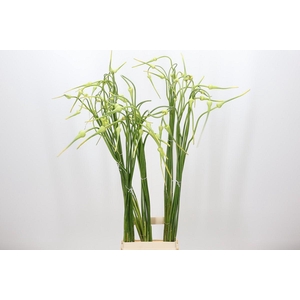 Allium Sativum Ophioscorodon