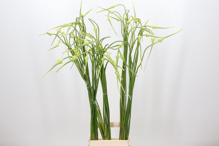 <h4>Allium Sativum Ophioscorodon</h4>