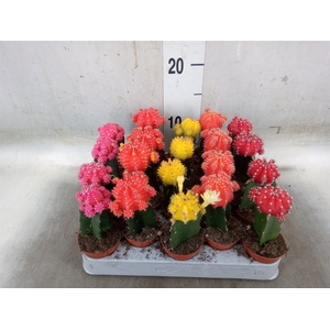 Gymnocalycium mihanov. 'Japan'  mix