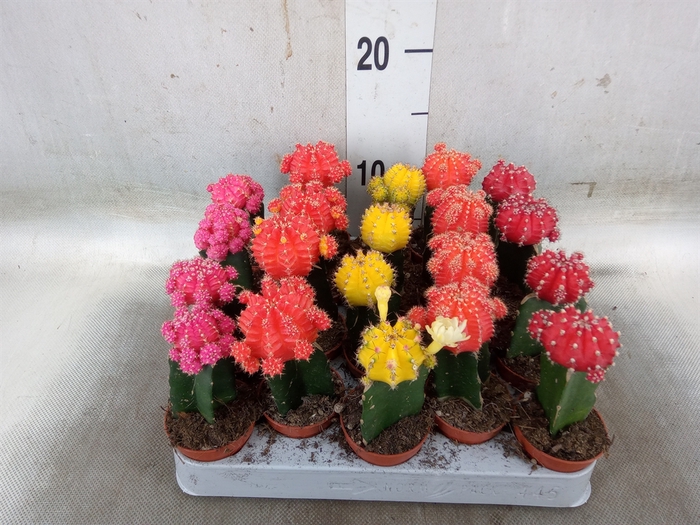 <h4>Gymnocalycium mihanov. 'Japan'  mix</h4>