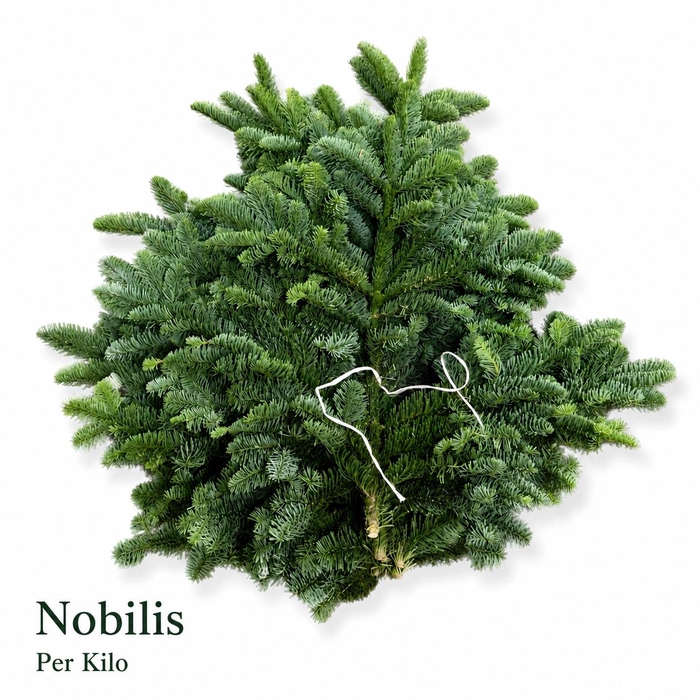 <h4>ABIES OV KILO</h4>