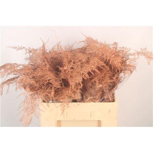 Asp Middel Getopt Copper