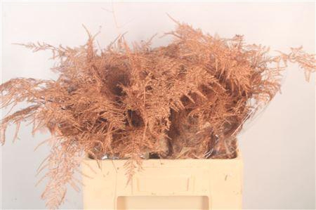 <h4>Asp Middel Getopt Copper</h4>