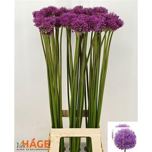 Allium Gladiator 90cm