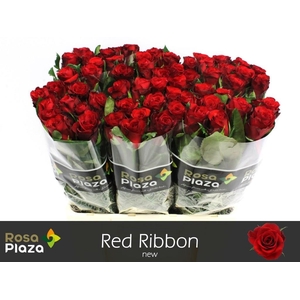 R GR RED RIBBON