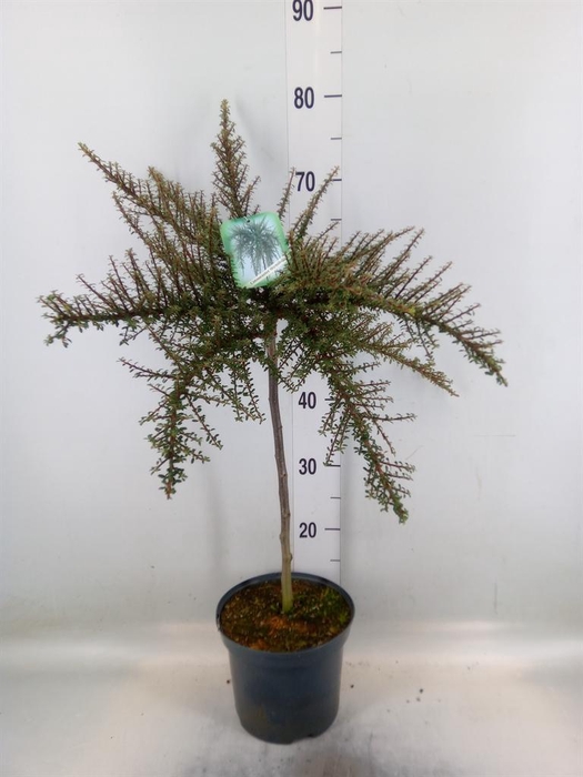 <h4>Cotoneaster   ...</h4>