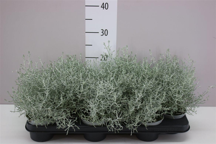 <h4>Calocephalus</h4>