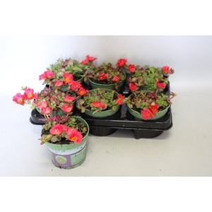 Portulaca Magenta