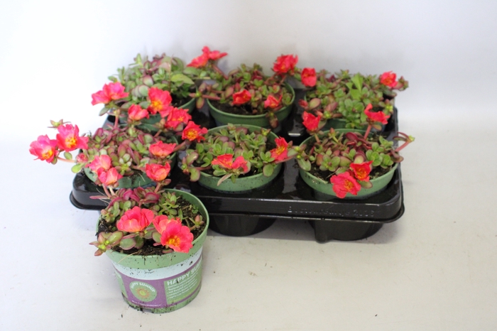 <h4>Portulaca Magenta</h4>