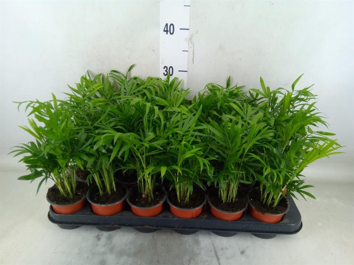 <h4>Chamaedorea elegans</h4>