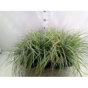 Carex brunnea