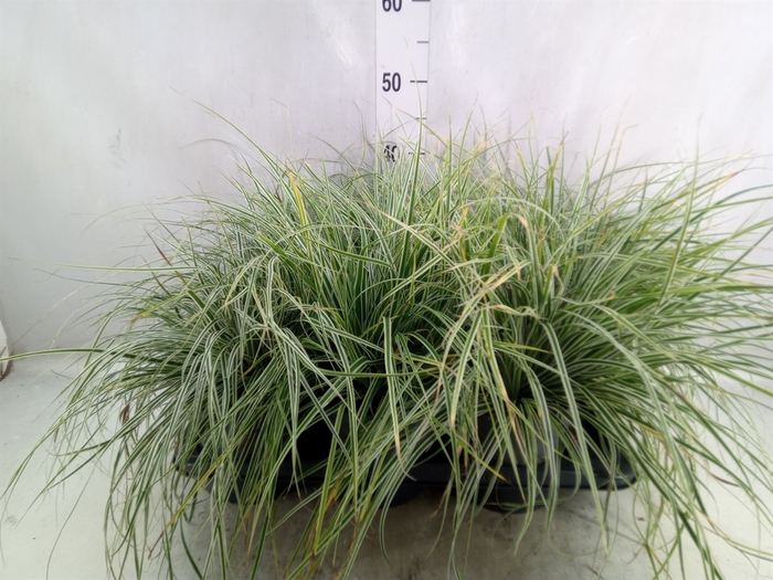 <h4>Carex brunnea</h4>