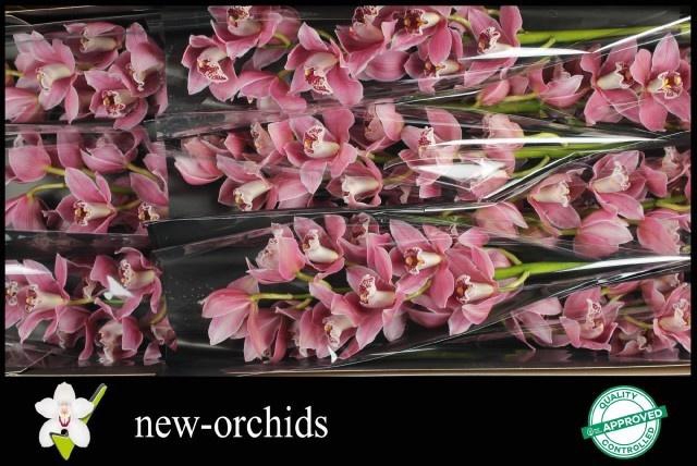 <h4>CYMB T ST SHERRIE</h4>