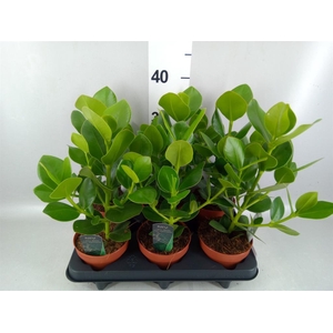 Clusia rosea 'Princess'
