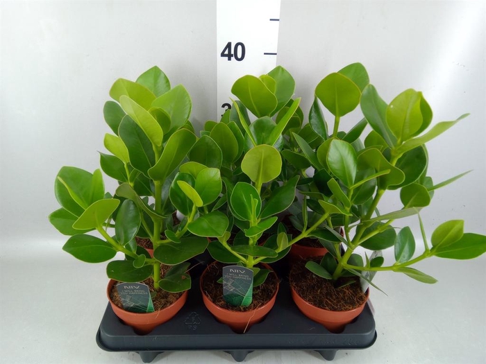 <h4>Clusia rosea 'Princess'</h4>