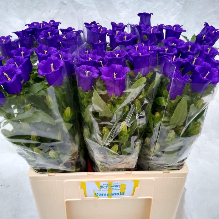 <h4>Camp M Champion Blue</h4>