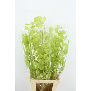 DF Lunaria Bs Shiny LightGreen