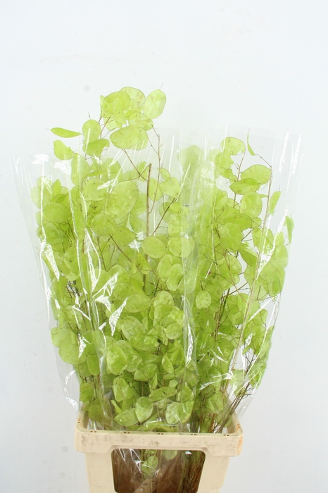 <h4>DF Lunaria Bs Shiny LightGreen</h4>
