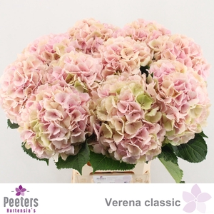 Hydr M Ch Verena Cl