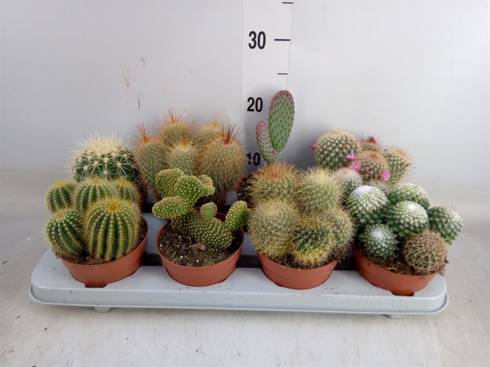 <h4>Cactus   ...mix</h4>