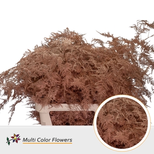 Asparagus lang Koper (import)