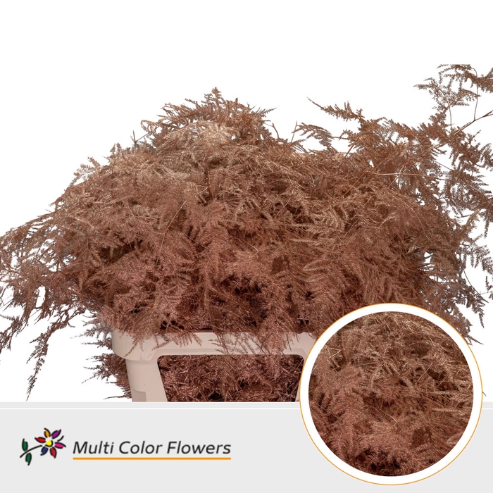 <h4>Asparagus Lang Koper (import)</h4>