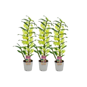 Dendrobium Nobile, Colour 1-tak Yellow (Inject)