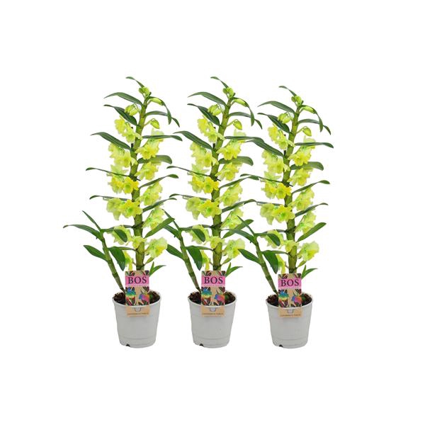 <h4>Dendrobium Nobile, Colour 1-tak Yellow (Inject)</h4>