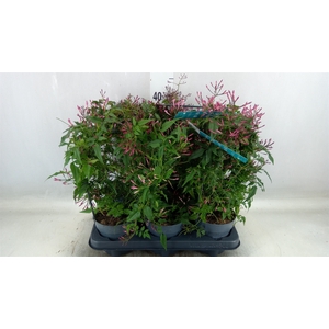 Jasminum polyanthum   ...rose