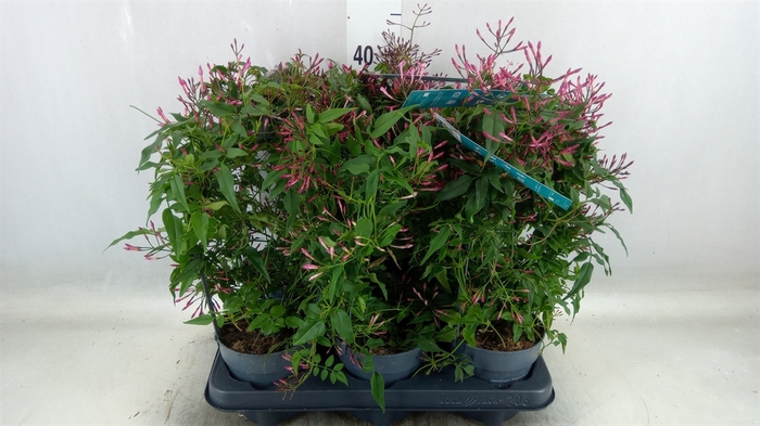 <h4>Jasminum polyanthum   ...rose</h4>
