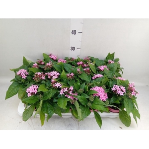 Pentas lanceolata 'Graffiti Pink'