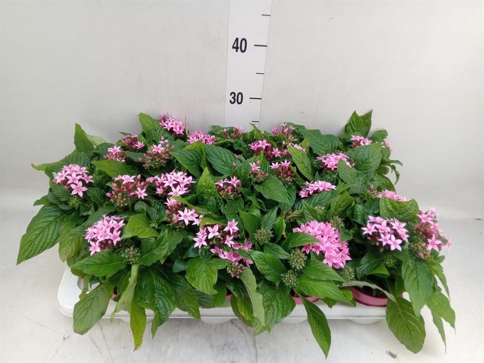 <h4>Pentas lanceolata 'Graffiti Pink'</h4>