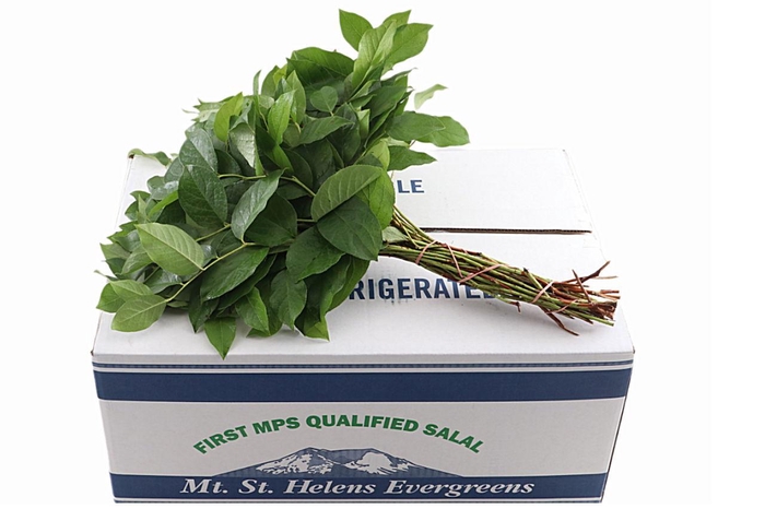 <h4>Salal Tips Mt St Helens Box</h4>
