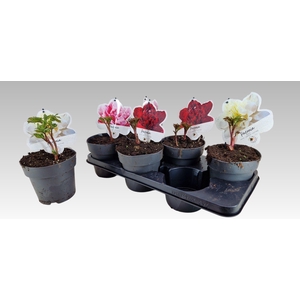 PAEONIA L GEM