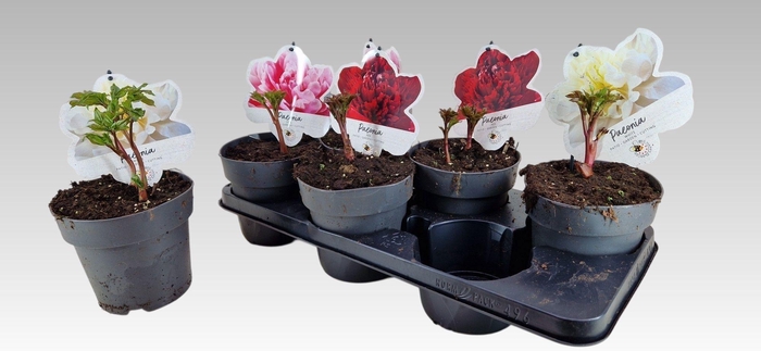 <h4>PAEONIA L GEM</h4>