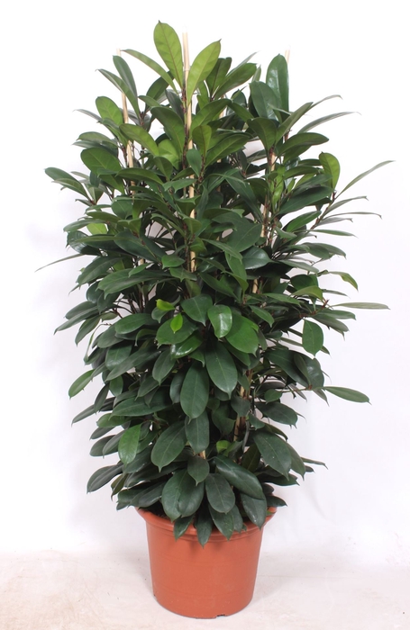 <h4>Ficus cyathistipula</h4>